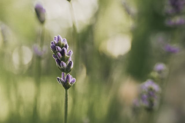 Viver mais devagar: um convite ao essencial